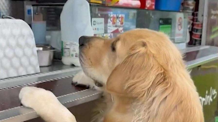 Hund bestellt am Imbiss sein Essen! Golden Retriever hat Hunger