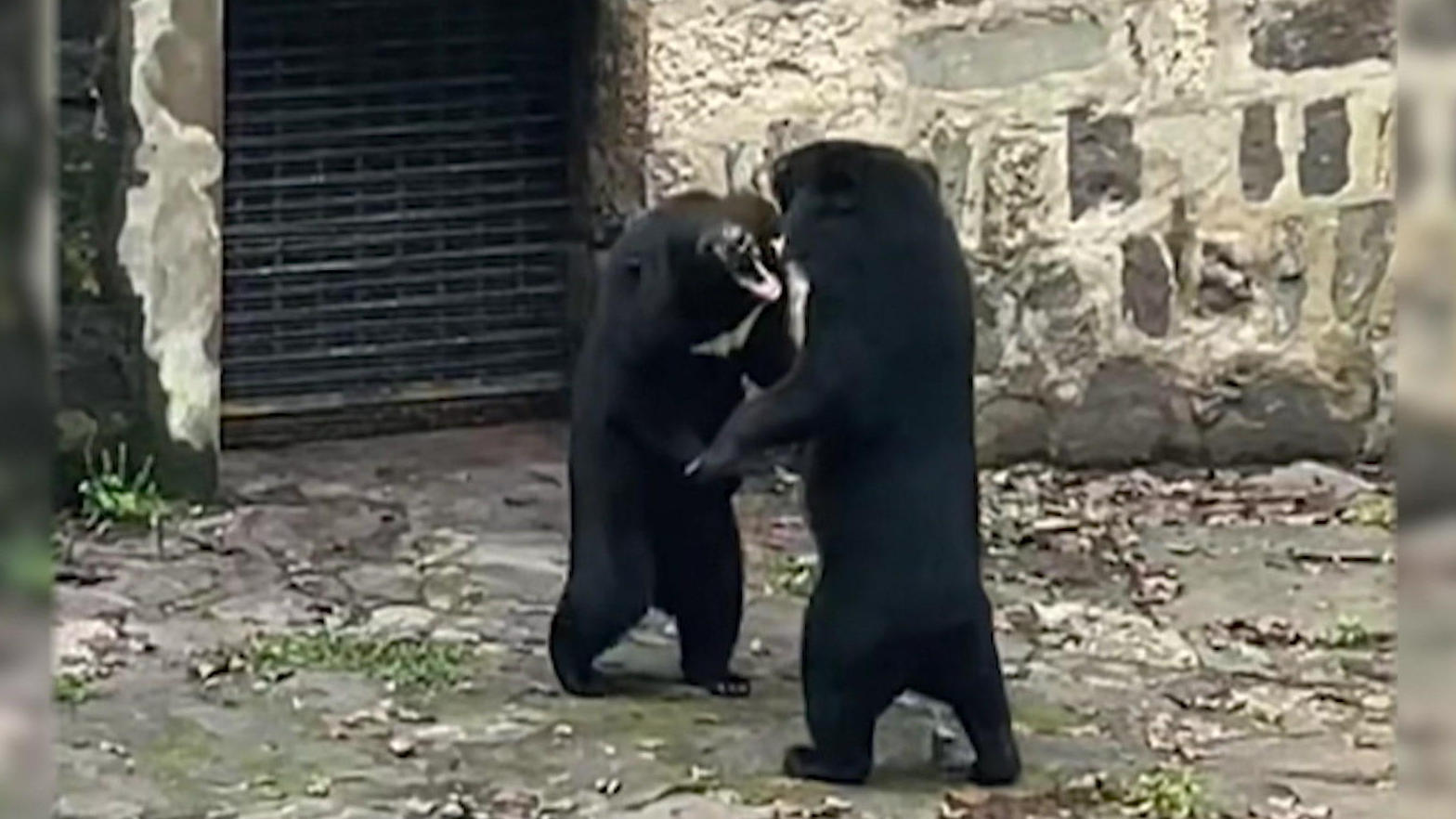 Gli orsi aggressivi si attaccano a vicenda allo zoo, sconvolgendo i visitatori!