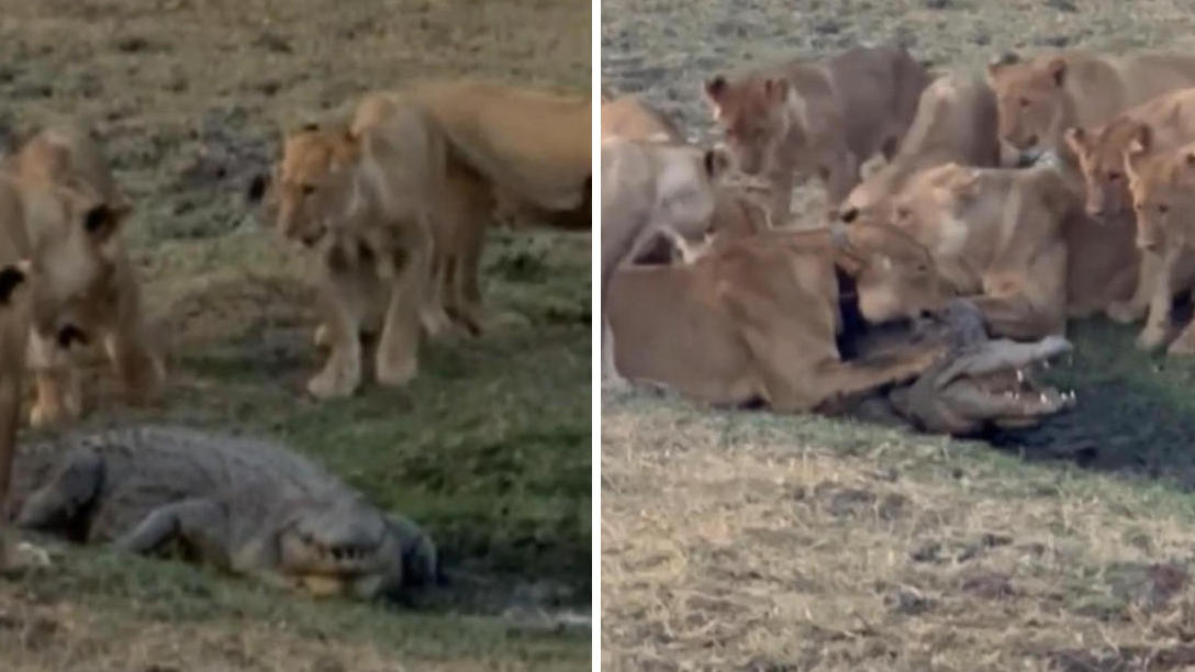 Il coccodrillo combatte contro l'orgoglio affamato dei leoni Attacco brutale!
