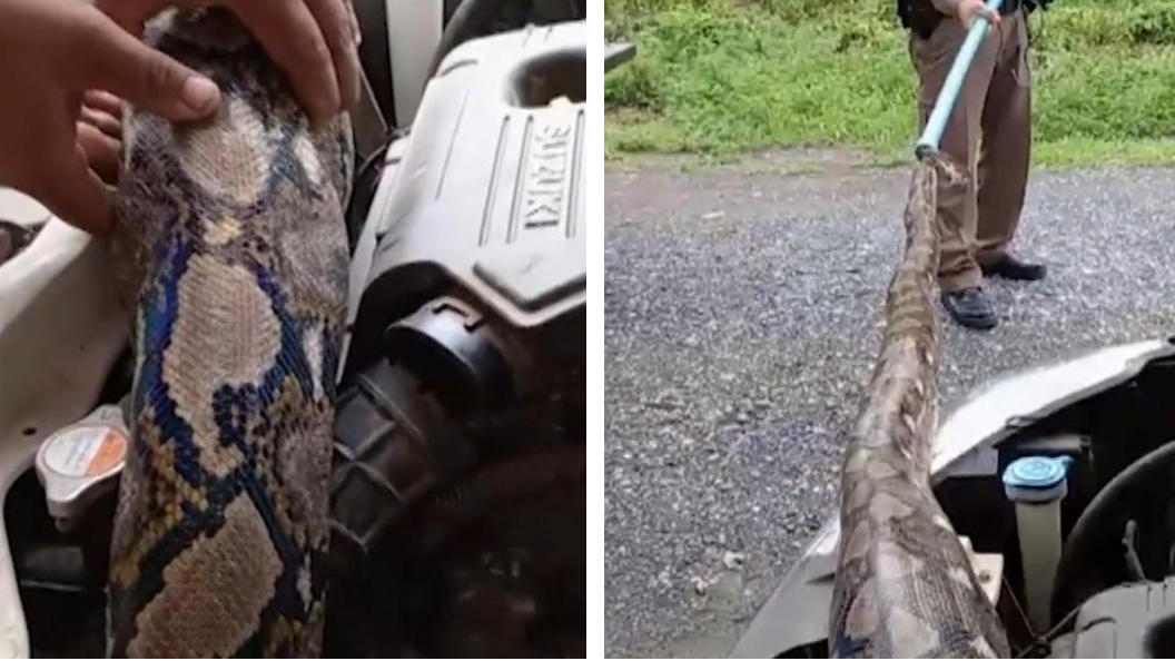 Bloccato nella macchina!  Un uomo tira fuori un serpente di quattro metri da un incidente d'auto