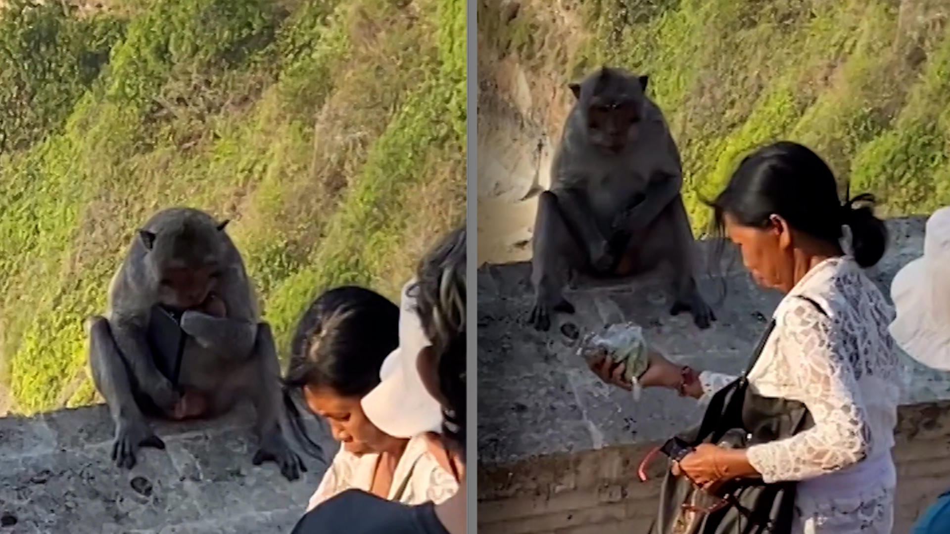 Divoká opice vydírá turistu svým mobilem.  Dostává ho pouze výměnou za jídlo