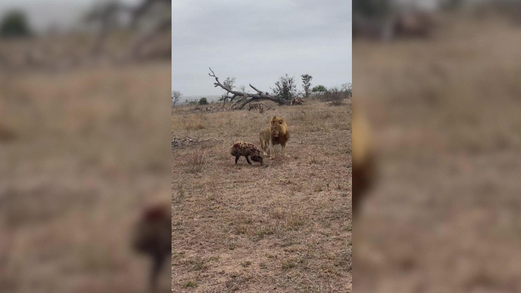 Löwen reißen Hyäne – doch ihre Artgenossen helfen Kampf der Rudel!