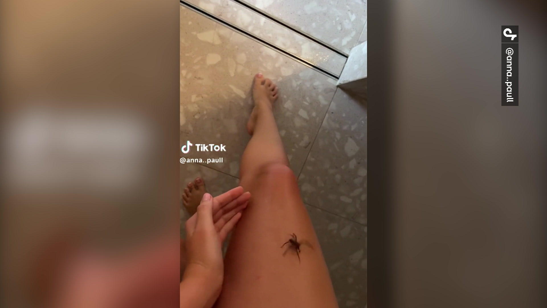 Spinne krabbelt auf TikTokerin - ihre Reaktion überrascht Gruseliger Besucher!