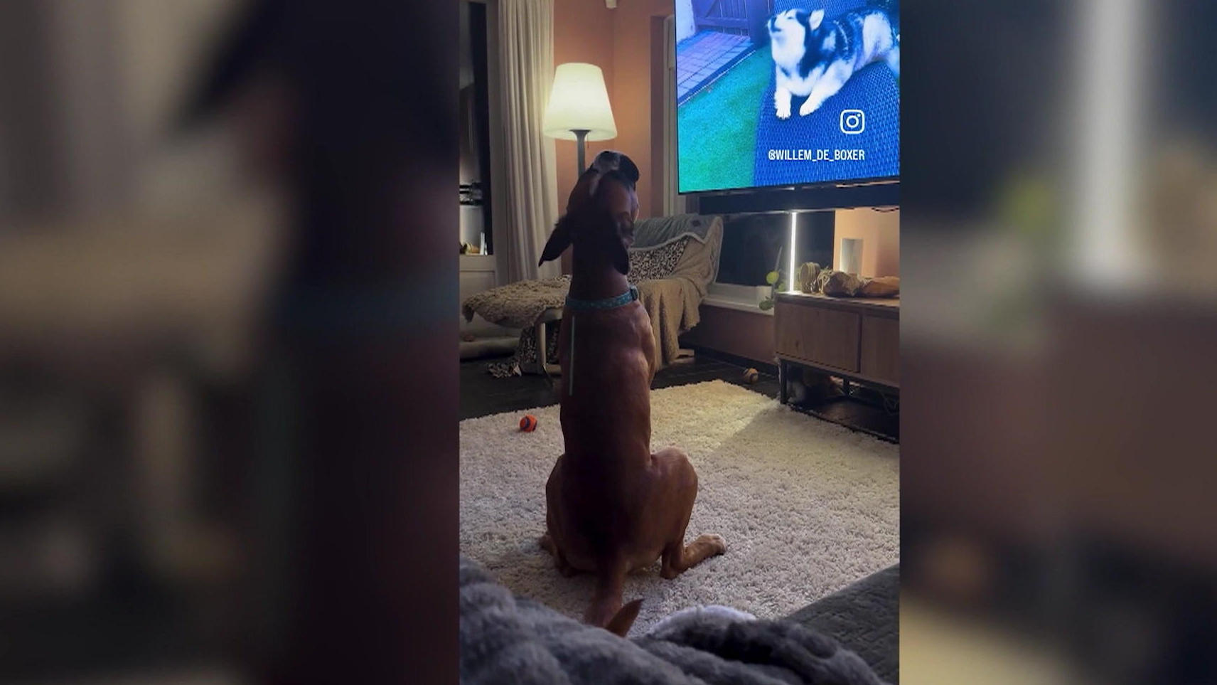 Boxer singt rührendes Duett mit TV-Hund Acht Pfoten, zwei Stimmen