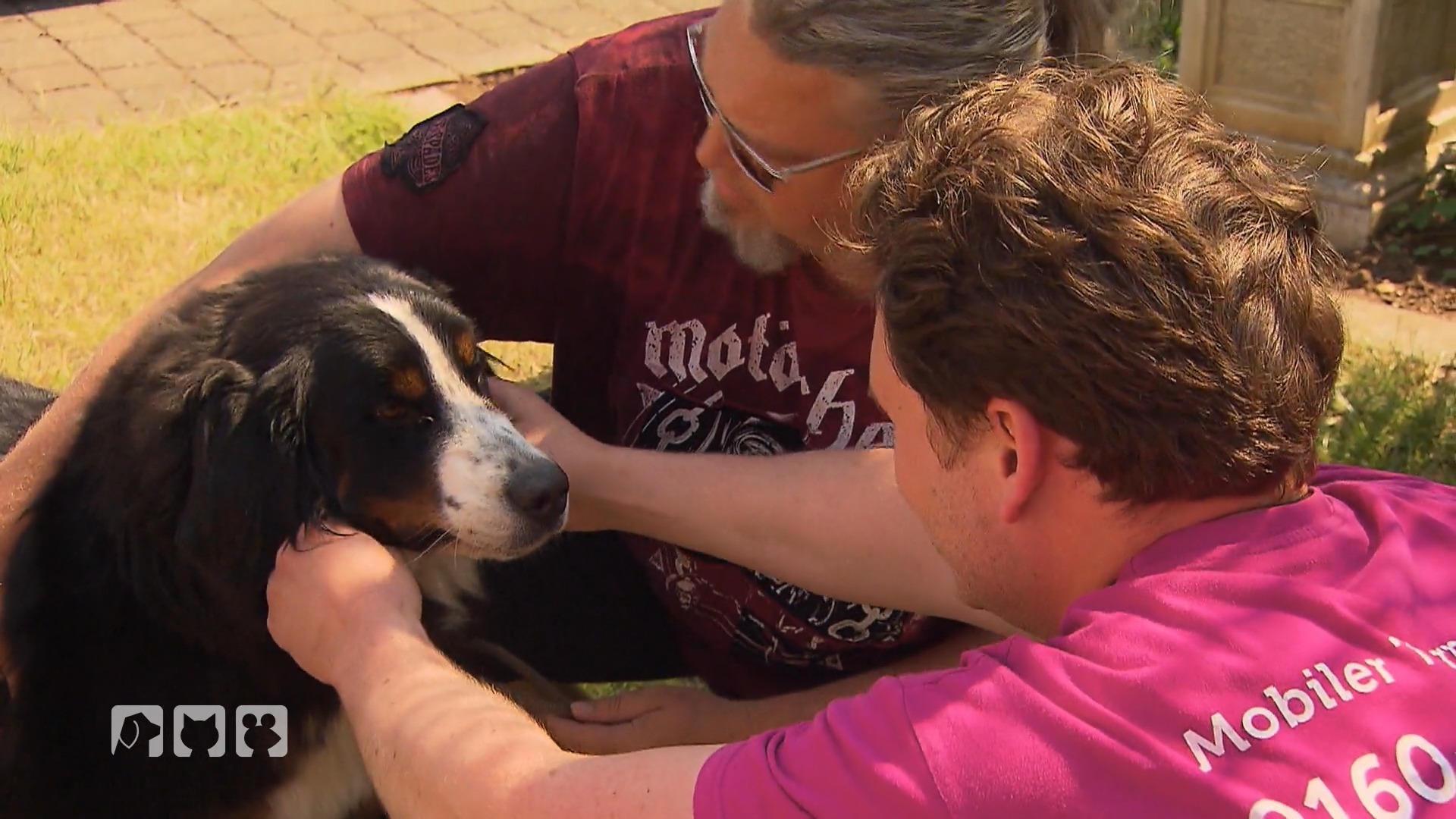 Warum erbricht Hund Tammy? Krankheit?