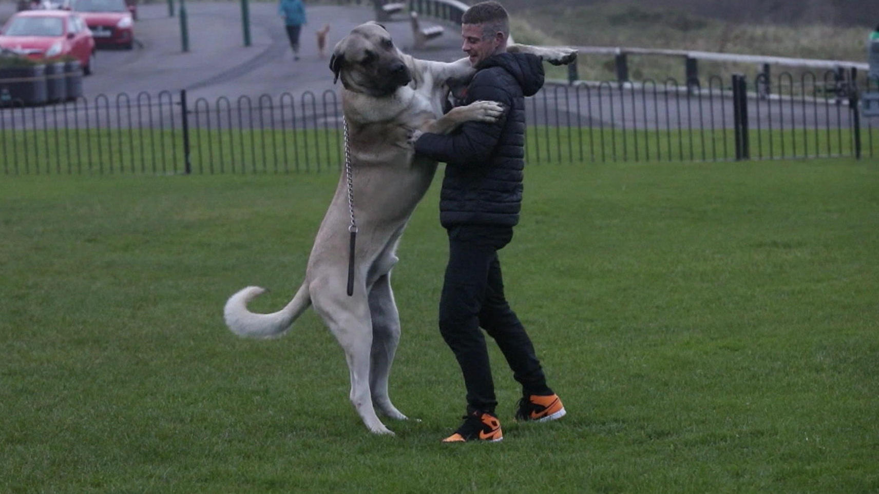 Riesen-Hund wiegt soviel wie Elefantenbaby Er frisst drei Kilo Fleisch am Tag!