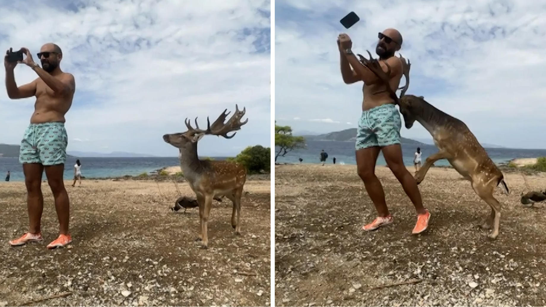 Aggro-Hirsch attackiert Urlauber Keine Lust auf ein Selfie