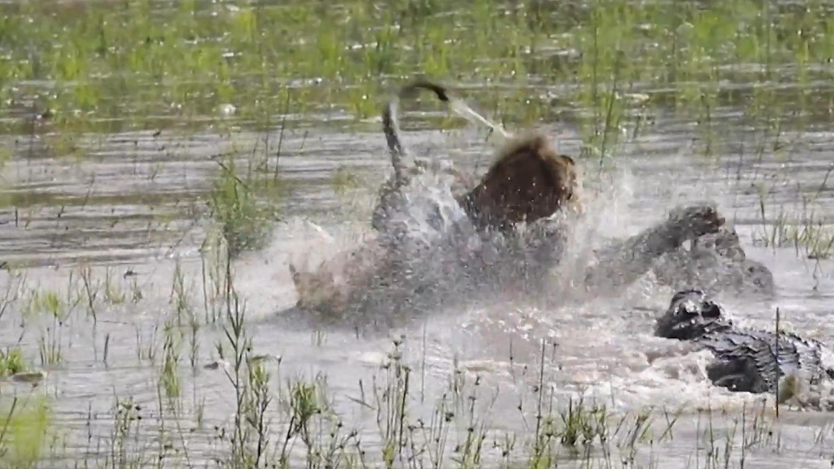 Löwe und Krokodil liefern sich spektakulären Beute-Fight Kampf der Raubtiere!