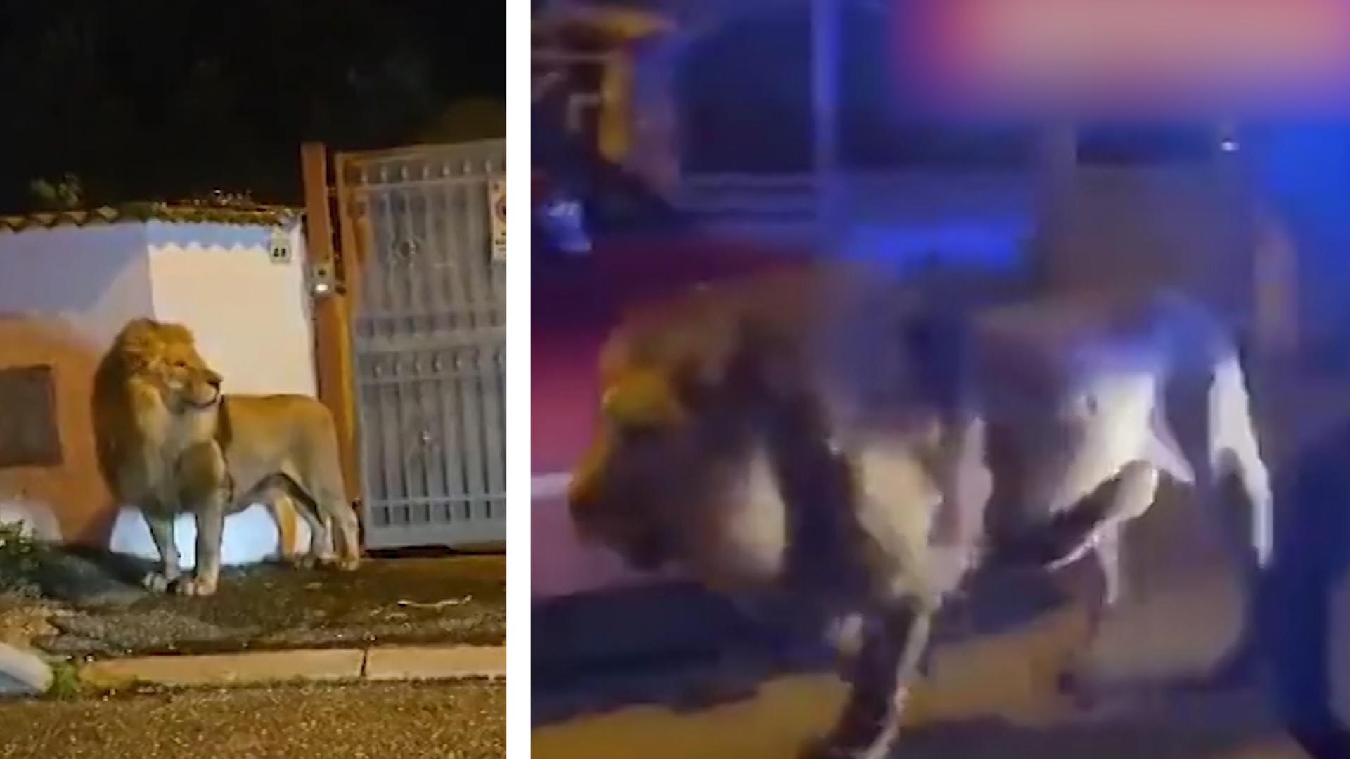 Löwe streunt stundenlang durch italienische Stadt Tier war aus Zirkus entkommen