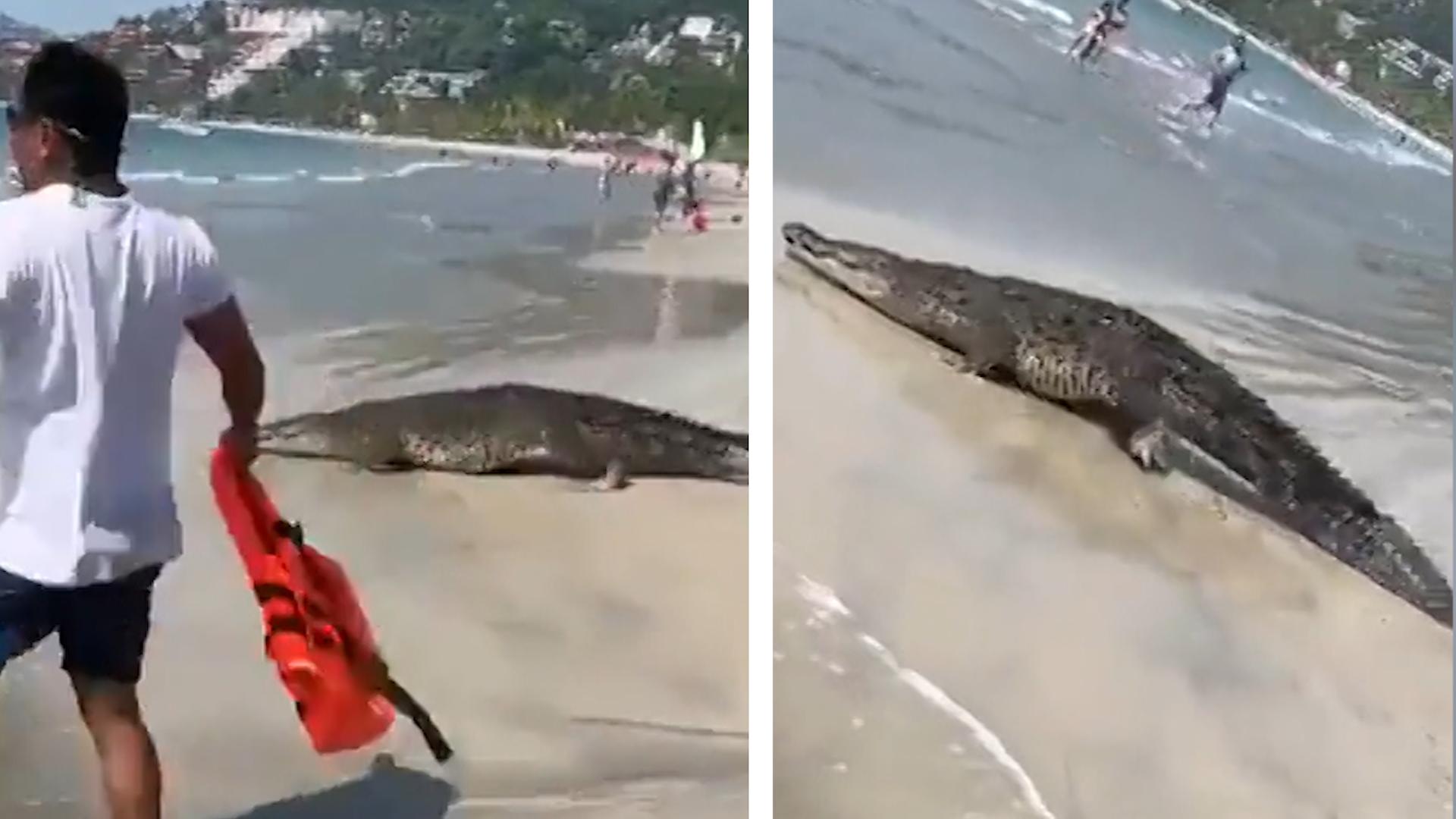 Krokodil-Alarm! Badegäste fliehen panisch aus Meer Zaun durchbrochen