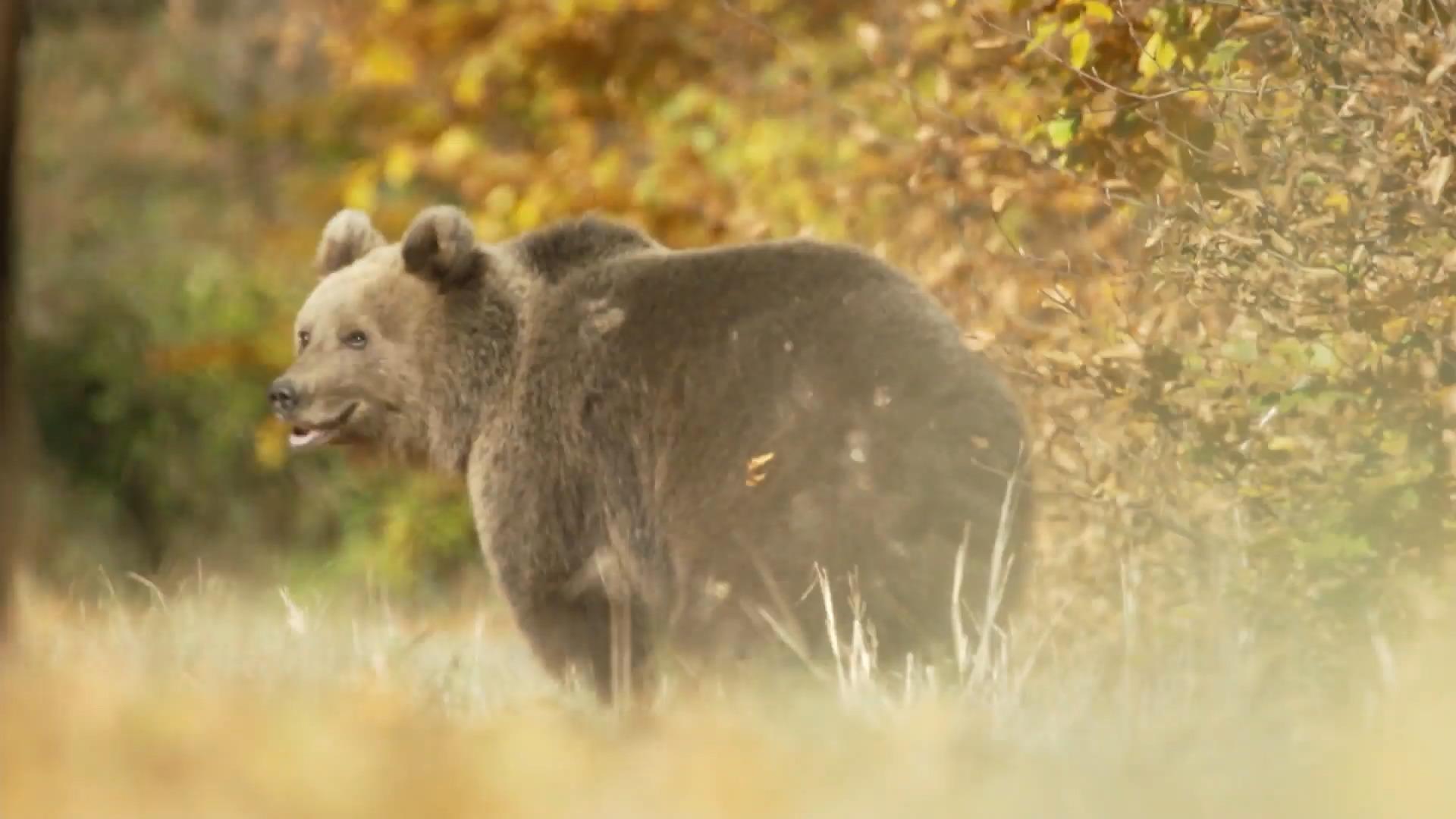 Braunbären kommen Menschen in Rumänien gefährlich nahe Raubtiere in Sicht