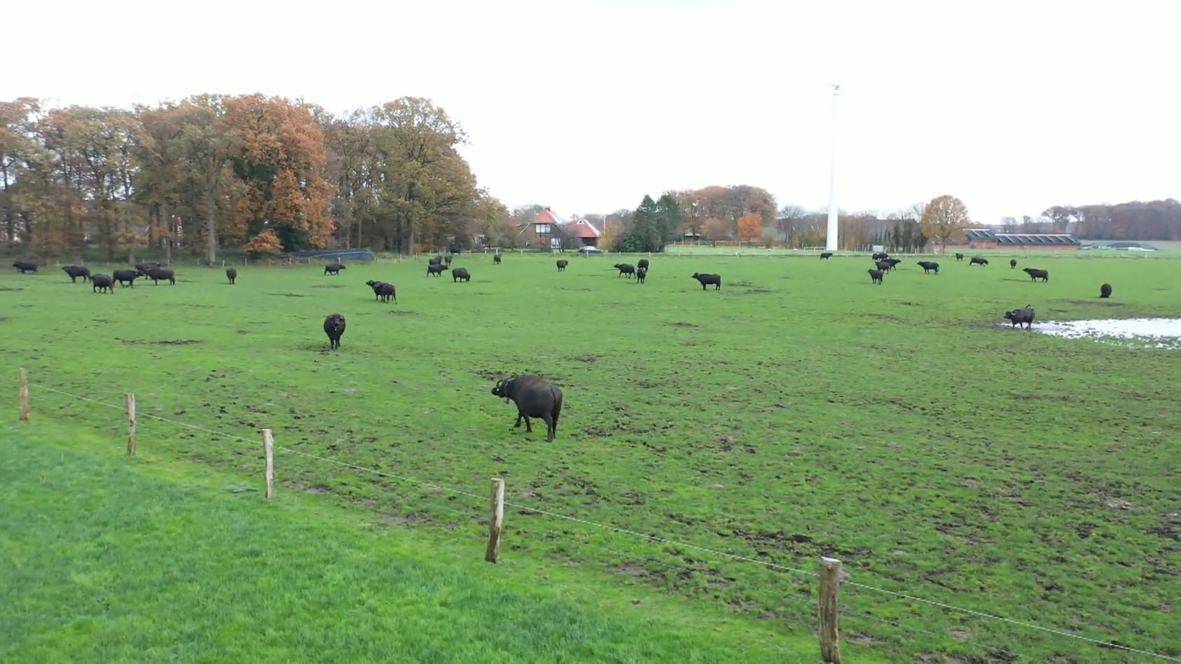 Büffelmozzarella made in NRW Bocholt