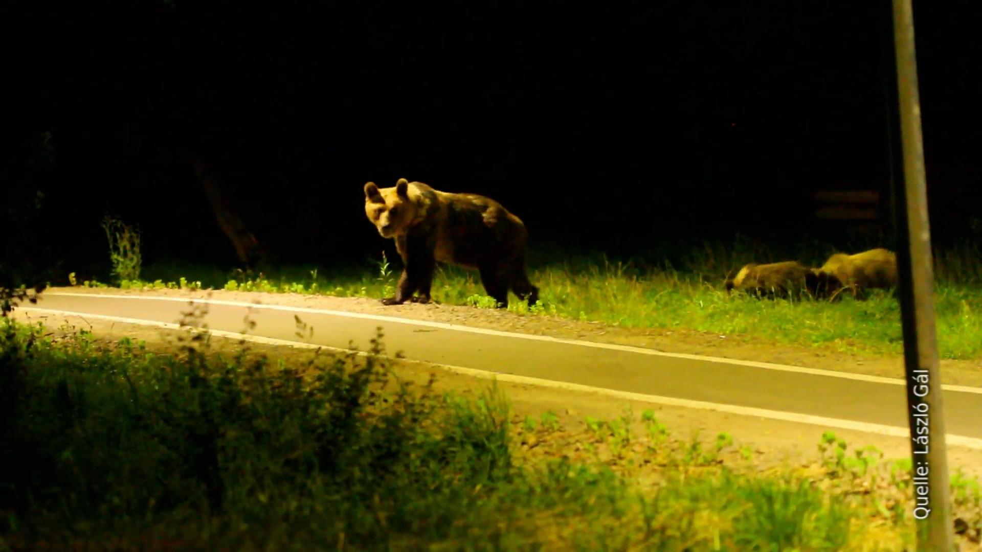 Anwohner leben in Angst Bären-Alarm in Rumänien