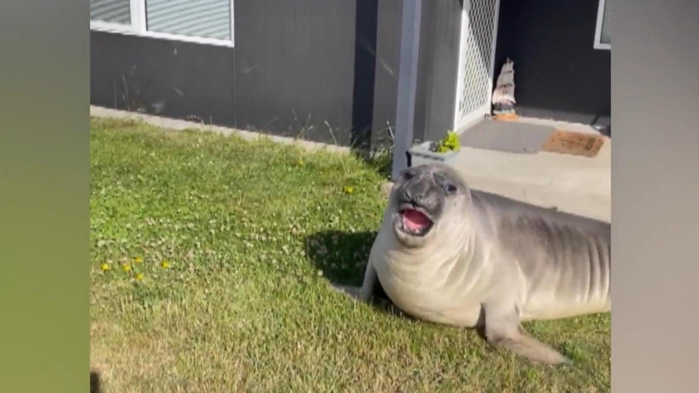 Las focas están aterrorizando a un pueblo de pescadores: ¡persiguen a sus residentes y sus rugidos mantienen despierto al vecindario!