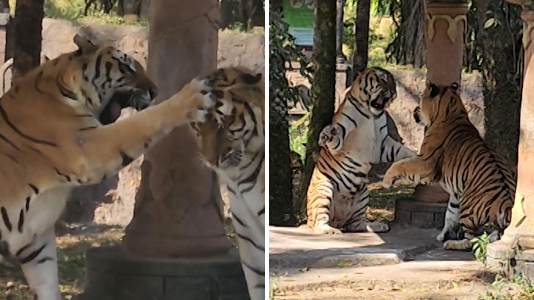 ¡Patas bailando!  Dos tigres peleando en el parque safari, una feroz batalla por el territorio