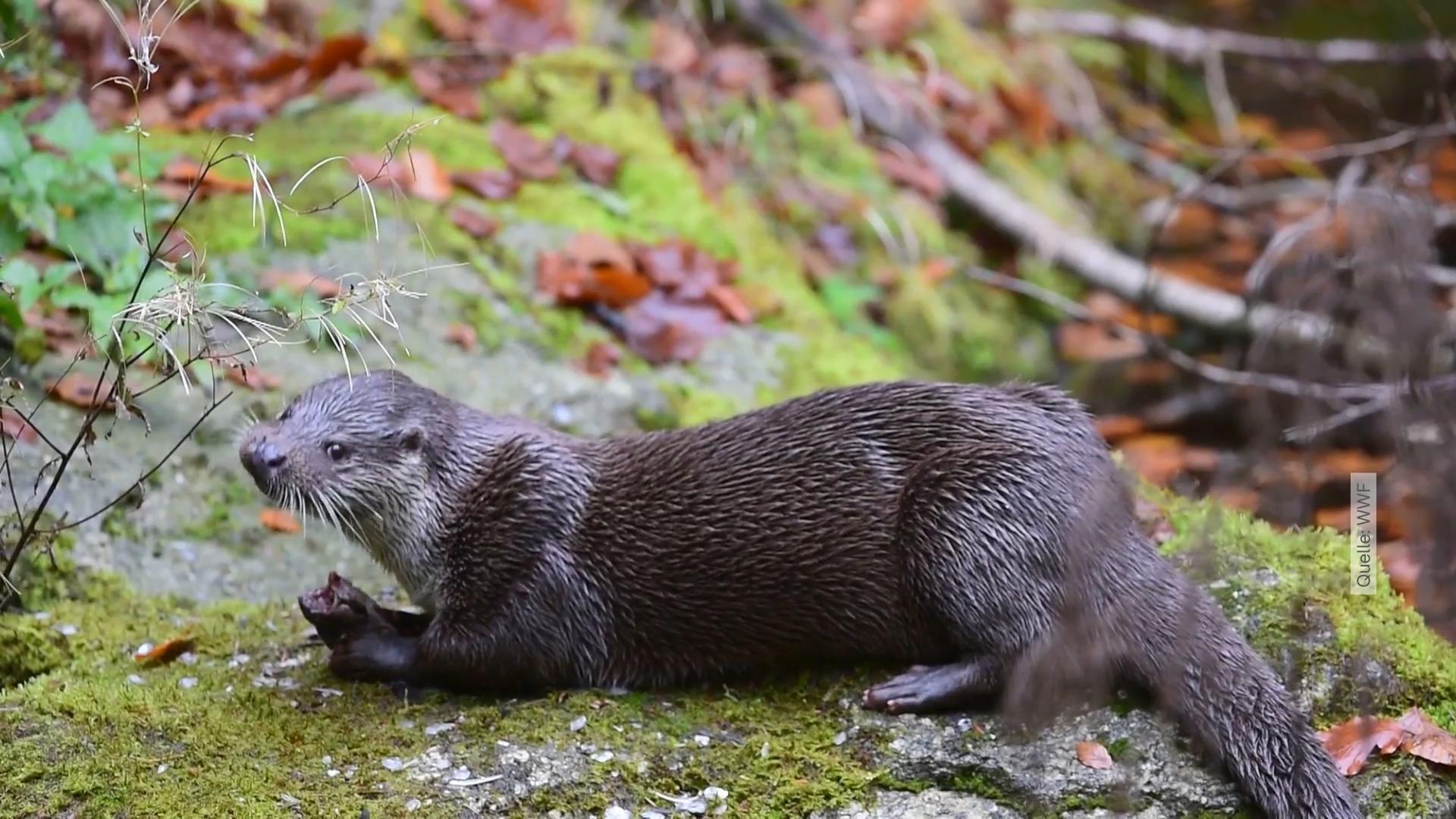 Diese Tierarten sind nicht mehr vorm Aussterben bedroht WWF gibt Update