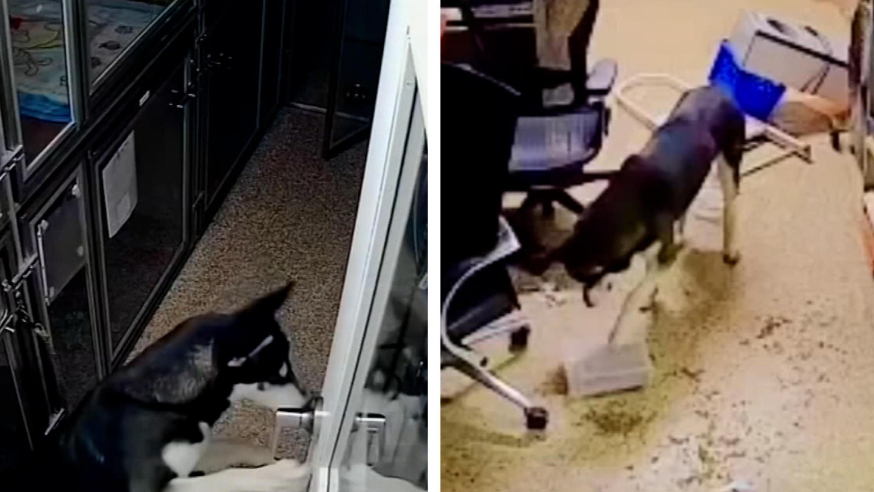 Hungriger Husky löst Alarm aus Alles für 'nen Mitternachtssnack