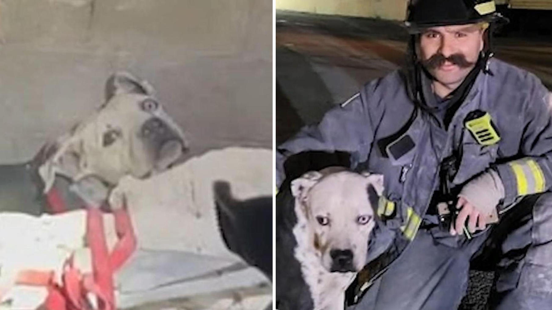 A firefighter rescues a dog trapped between walls, while his four-legged friend barks for help