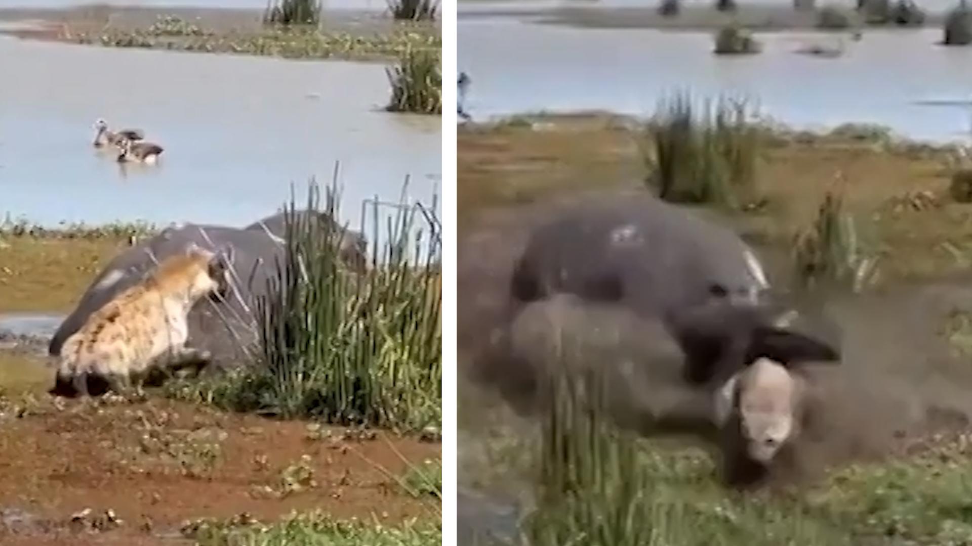 Aggro-Hippo geht auf Hyäne los Den Reißzähnen nur knapp entkommen!