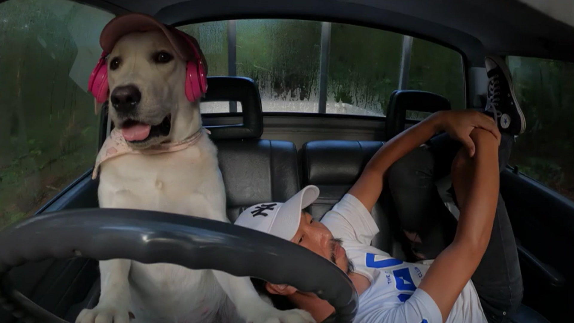 Hund fährt ganz alleine Auto Labrador am Steuer