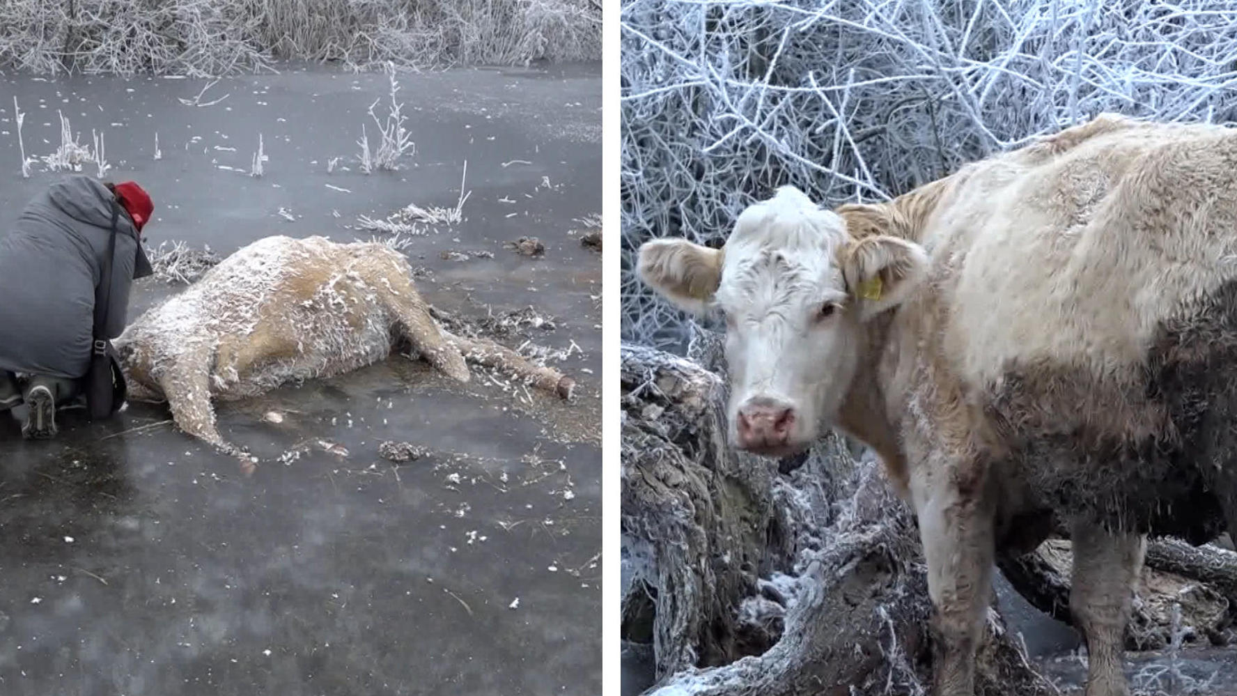Cows freeze in cold horror pastures in Brandenburg