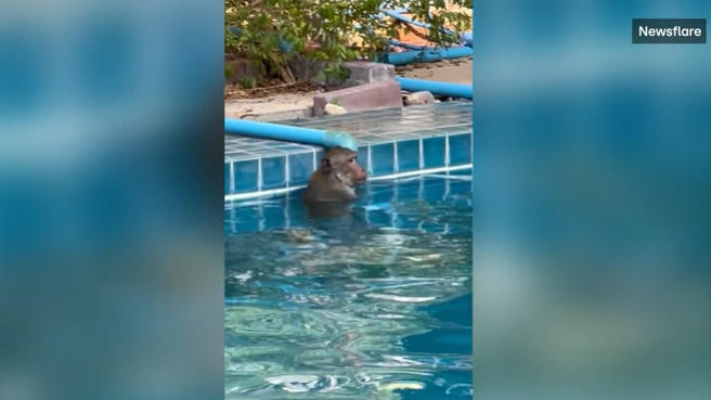 Kleiner Affe sucht Abkühlung im Thailand-Urlaub Süßer Badegast