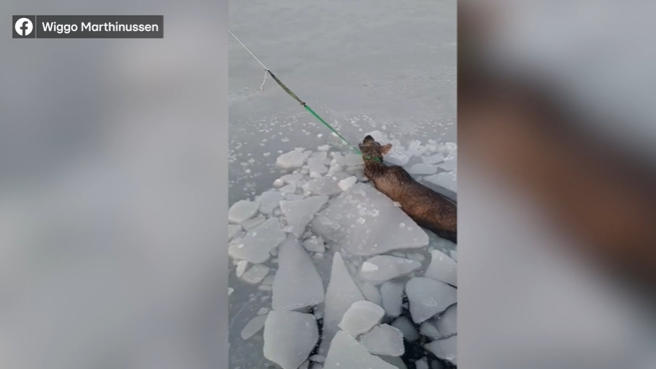 A moose breaks through the ice and falls into the frigid water, and is rescued at the last minute