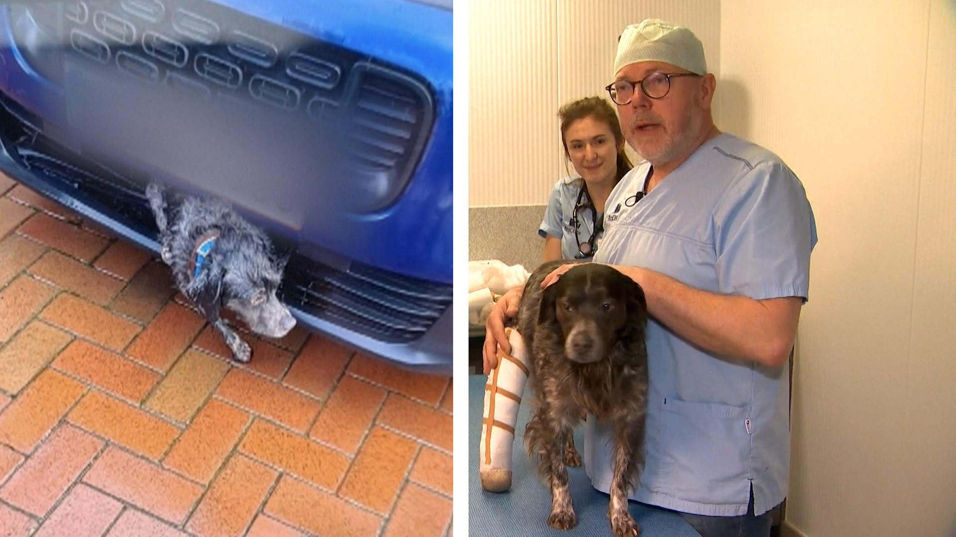 Hund überlebt Horror-Unfall Angefahren und 25 Kilometer mitgeschleift!