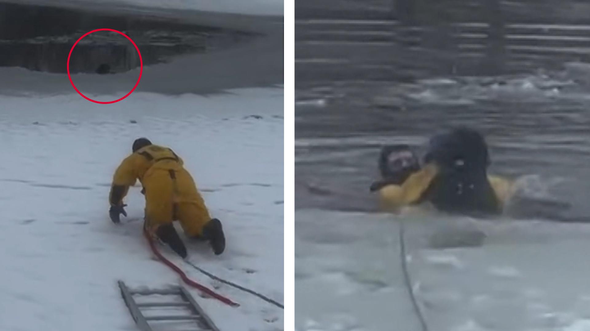 Feuerwehrmann riskiert für ihn sein Leben! Hund droht zu ertrinken