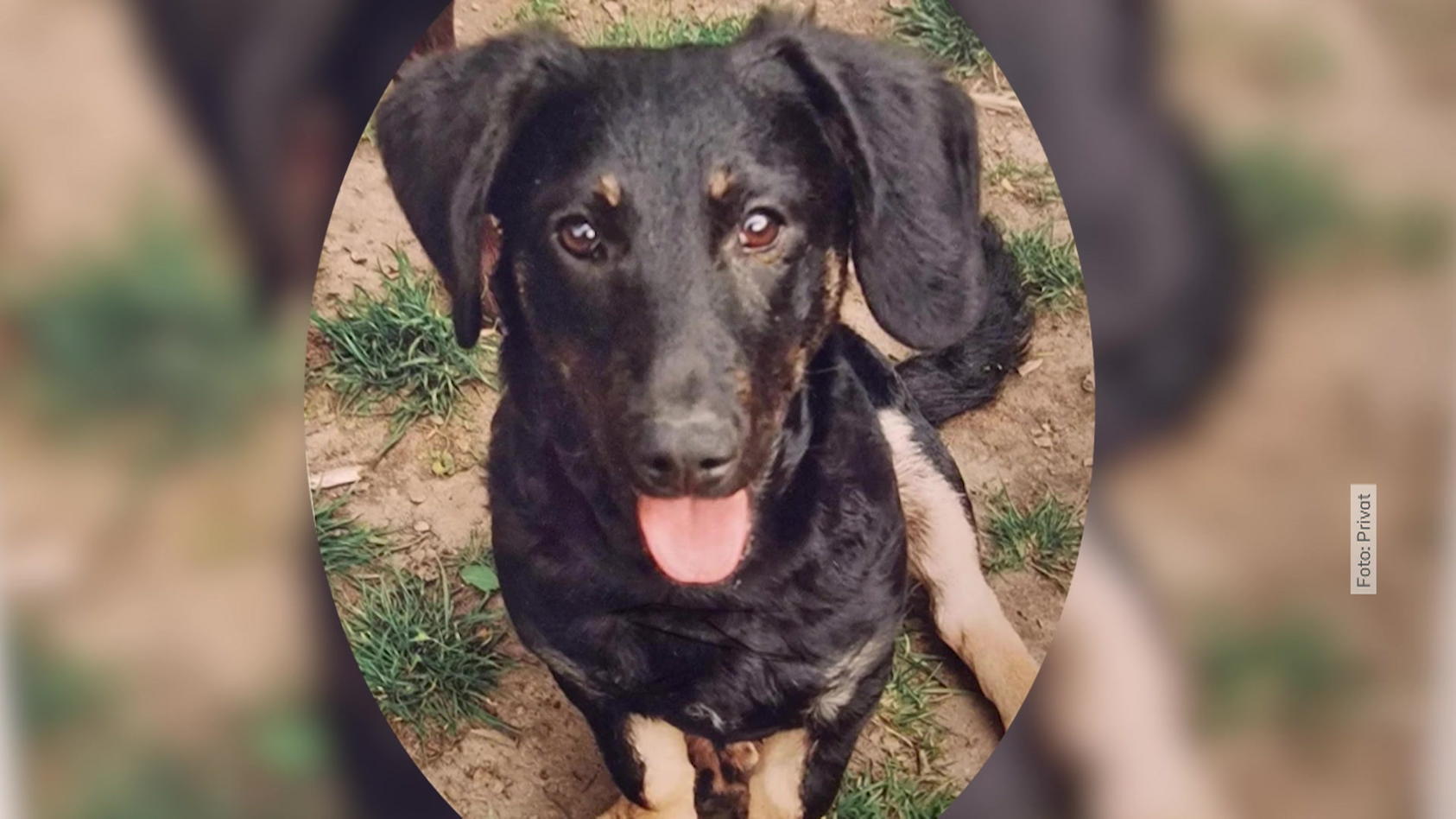 Prozess: Geldstrafe für Hundebesitzer - Vierbeiner stirbt auf dem Weg ...