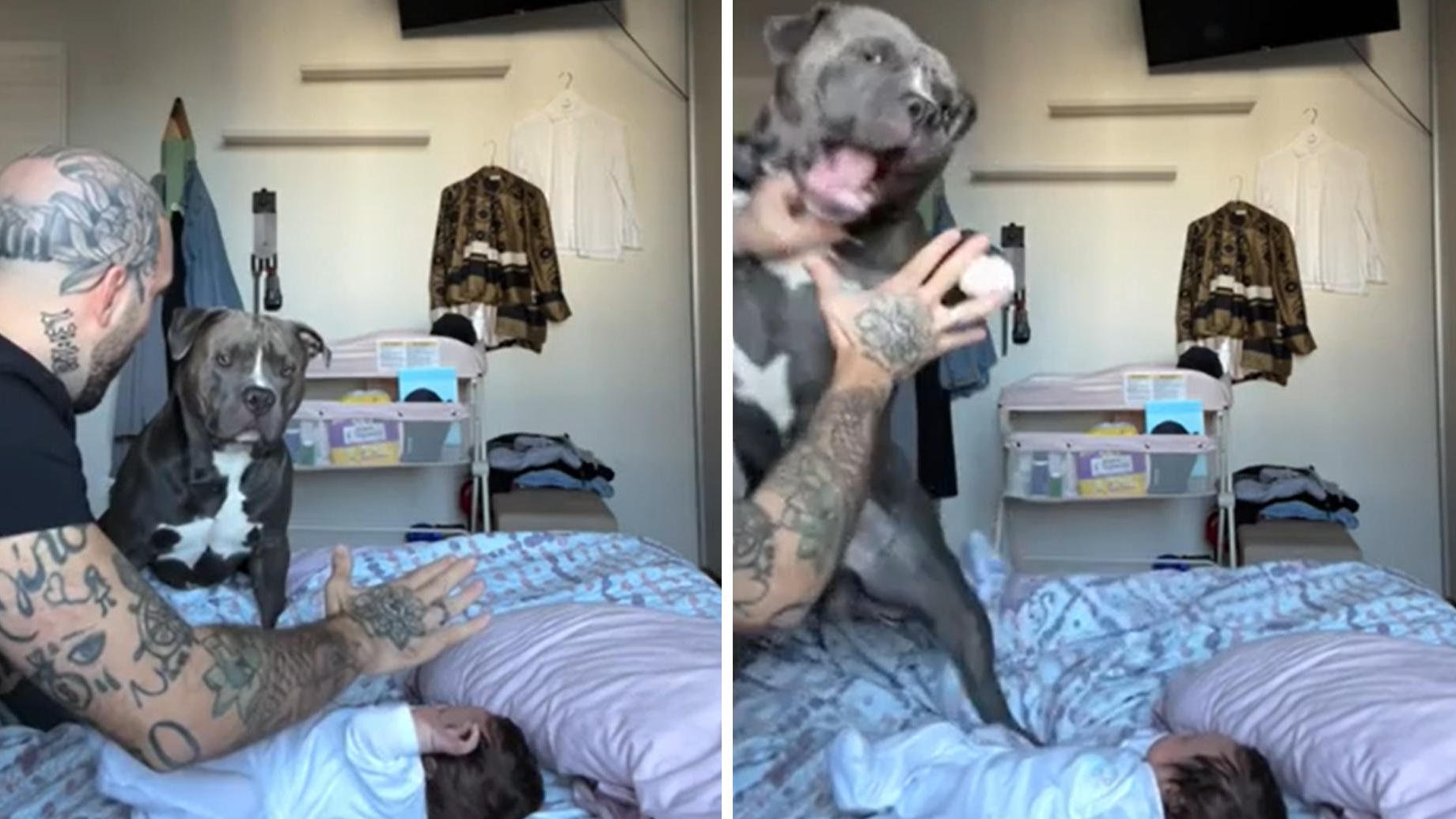 ¡Un suizo entrena a un pitbull para proteger a su hijo con falsos golpes!