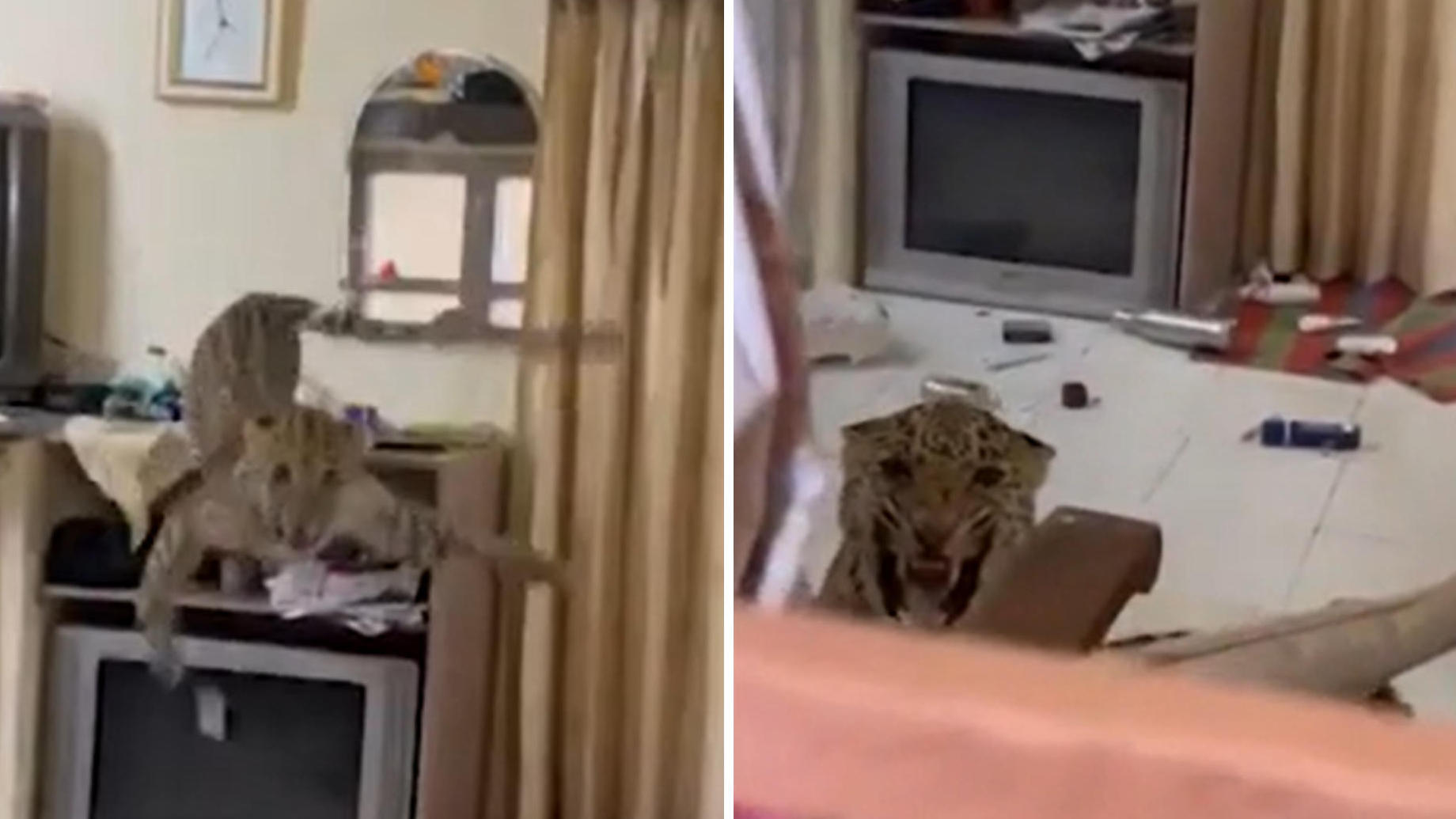 ¡Los invitados tienen miedo!  Un tigre irrumpe en el hotel y los perros descubren un gran felino