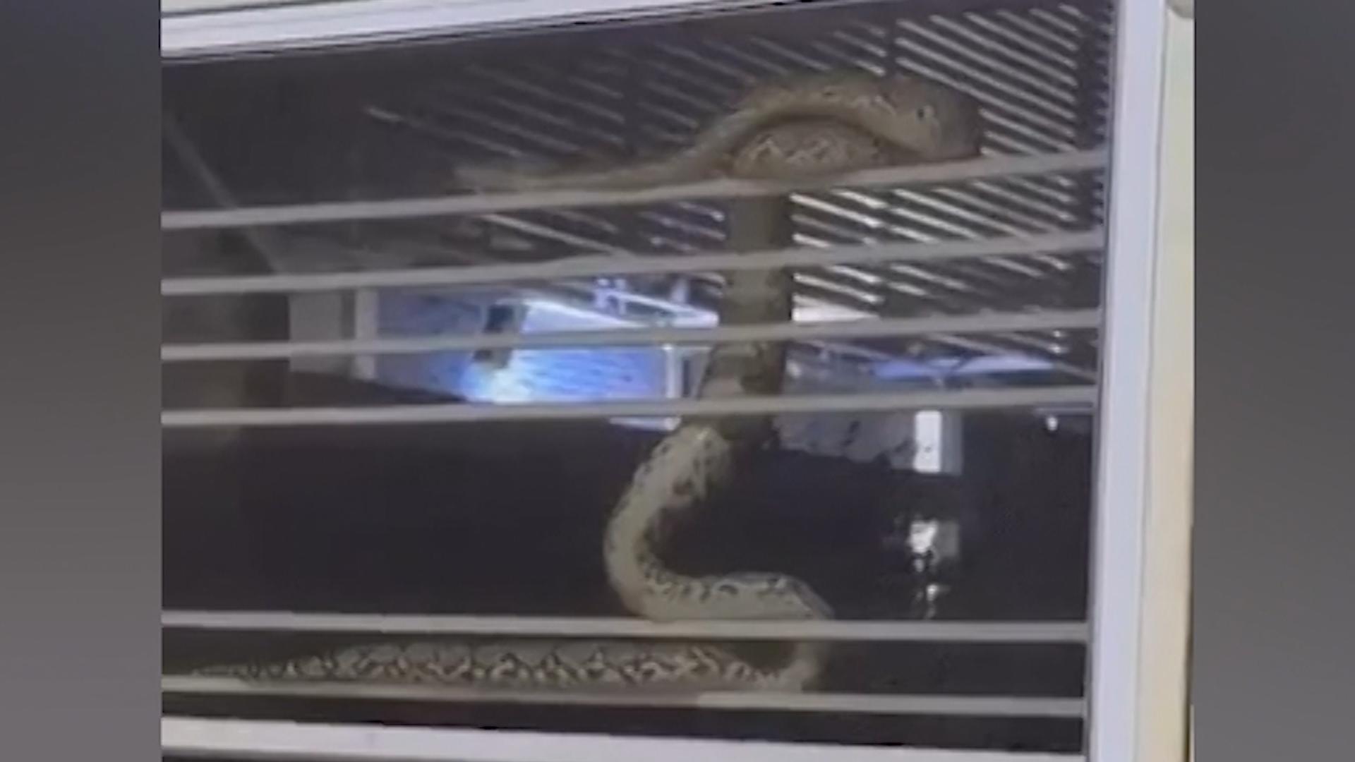 ¡Se oye un silbido en la ventana de la cocina!  Serpiente XXL conmociona a los residentes Este reptil amenaza sus vidas
