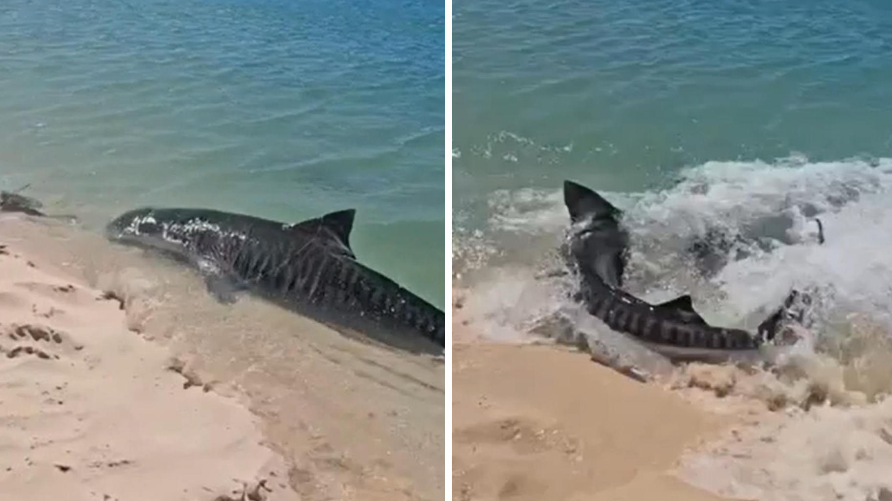 Un tiburón tigre persigue a una tortuga; los visitantes de la playa se sorprenden y, de repente, salen disparadas del agua.