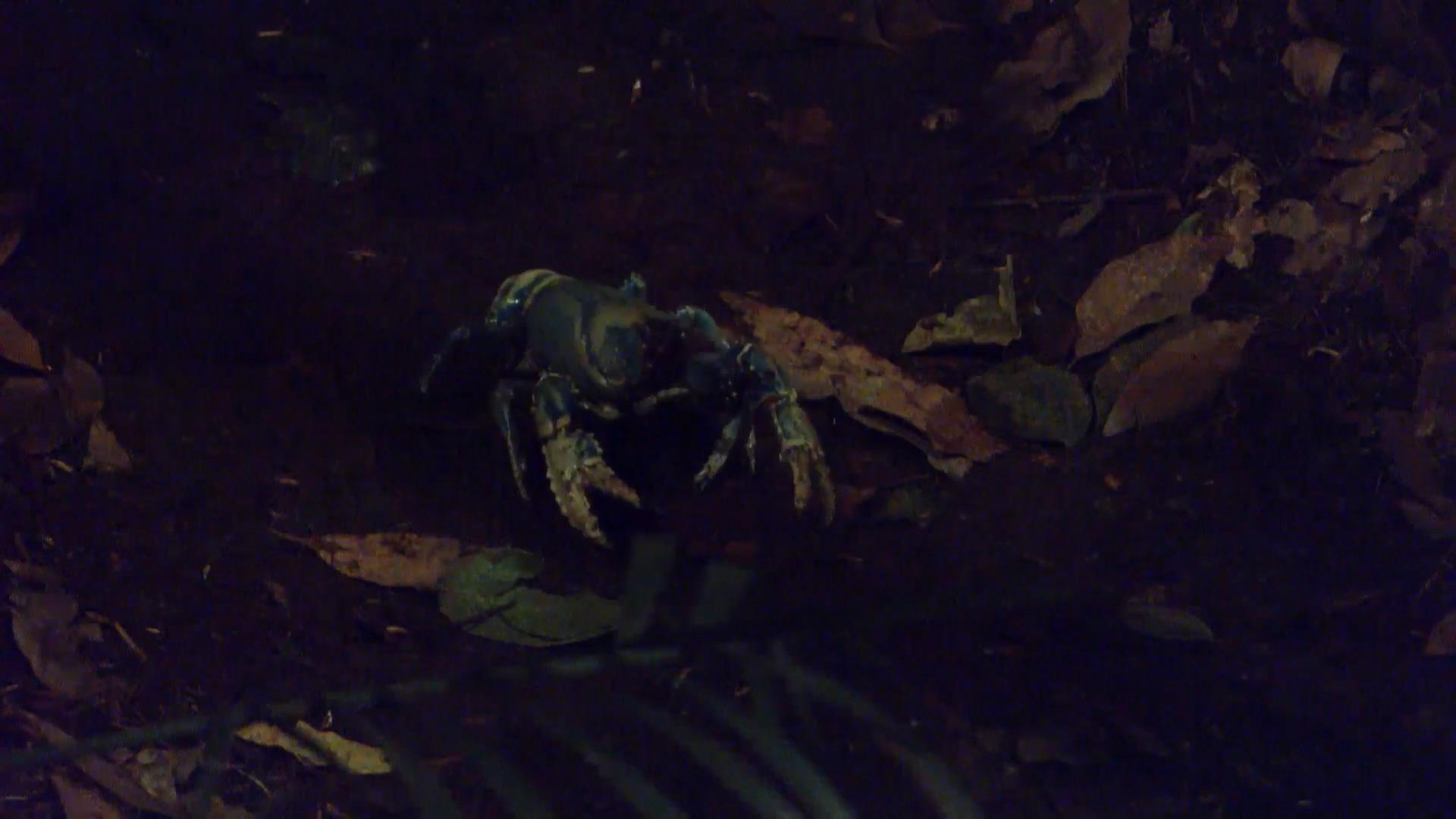 Plötzlich hallt ein Schrei durch den Dschungel Leyla Lahouar trifft auf blauen Lobster