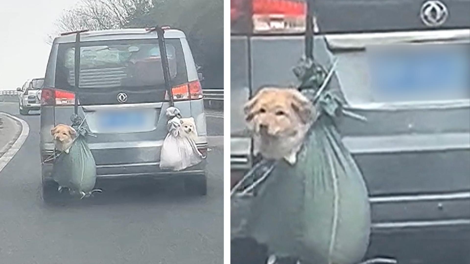 Hunde in Säcken an Stoßstange befestigt Fahrer brettert über Autobahn
