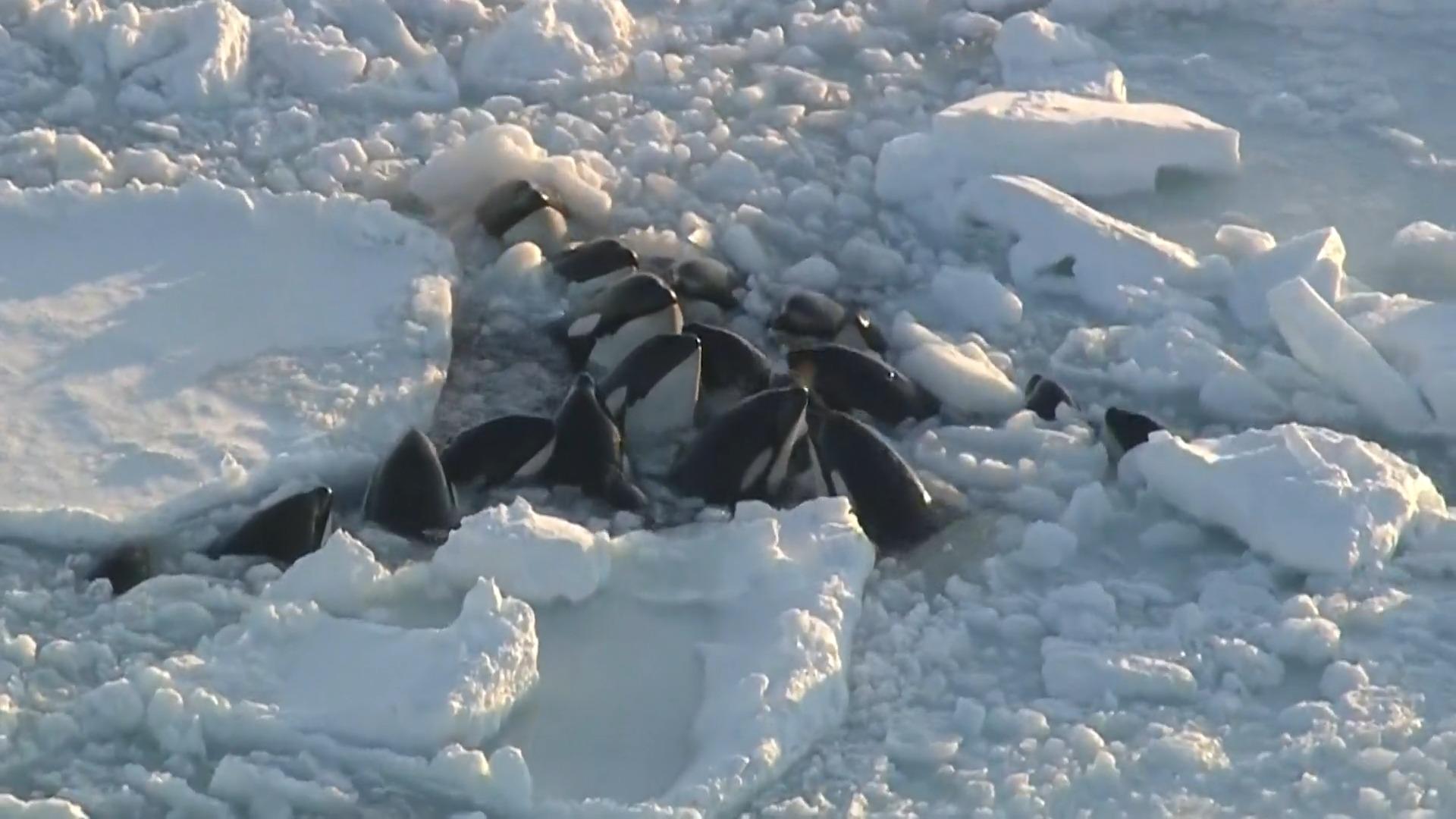 Gruppe Orca-Wale vor Japan im Eis gefangen Ausgang ungewiss