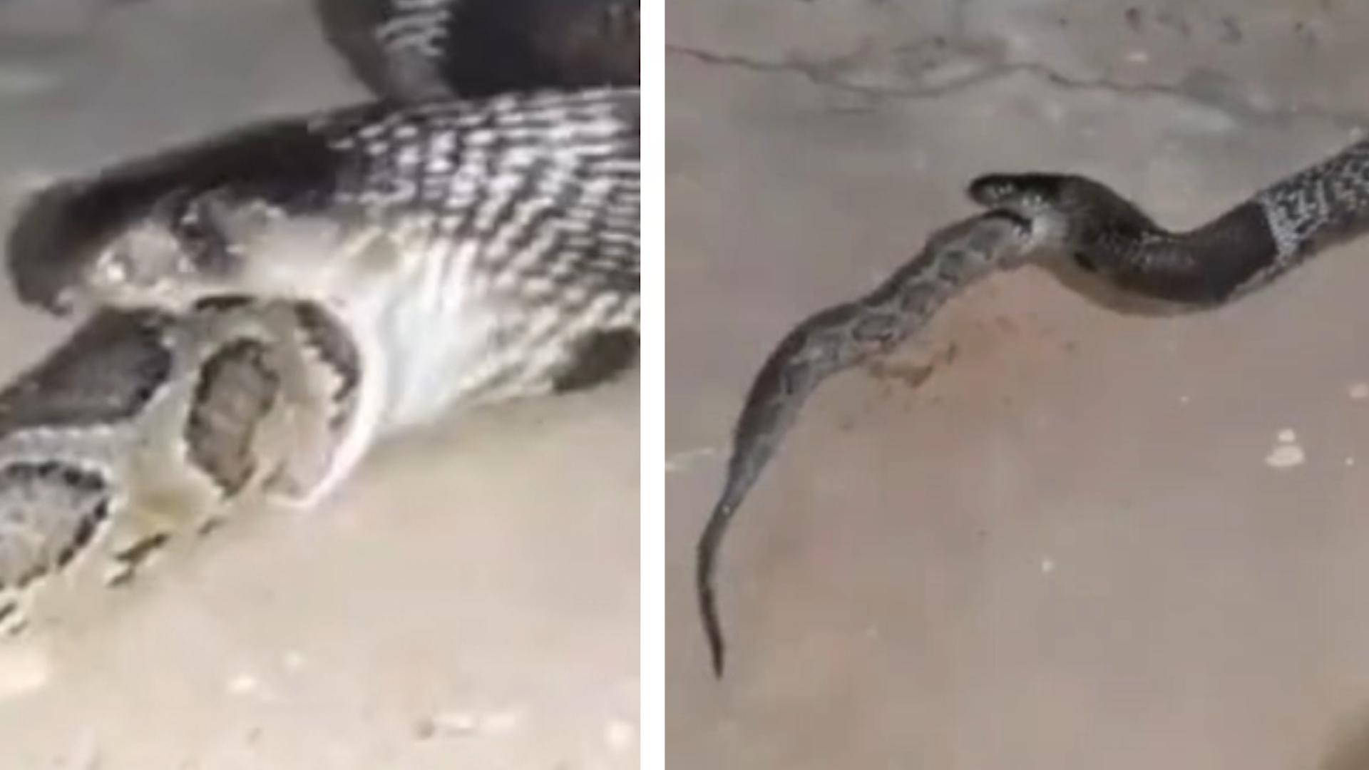 Giftiges Duell: Riesen-Kobra verschlingt Python Kampf der Killerschlangen!