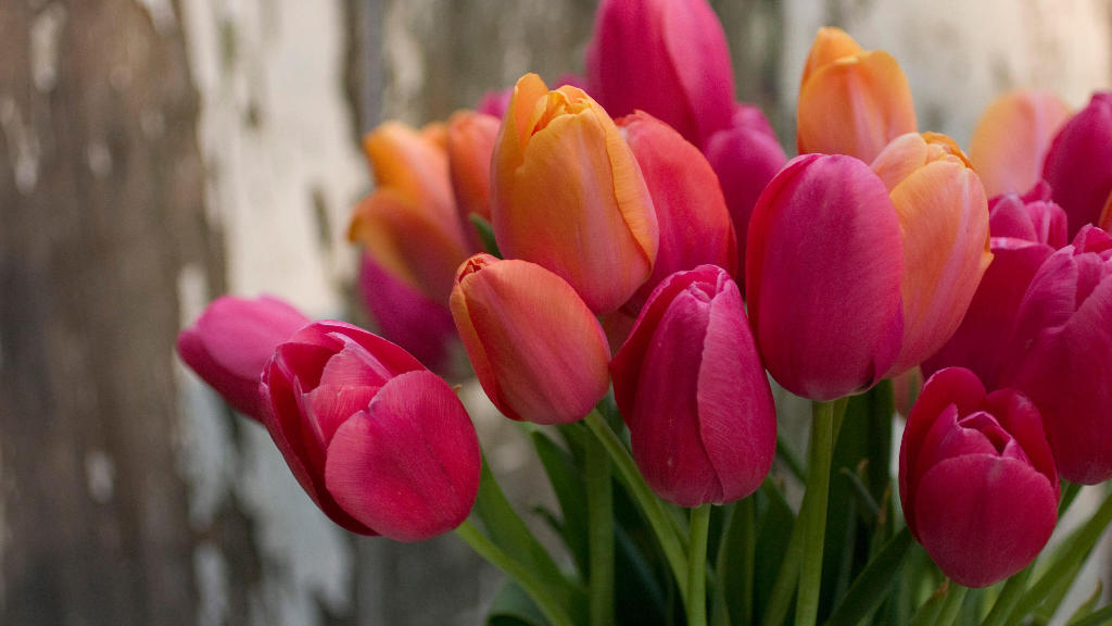 Hier gibt es die beste Tulpen-Qualität Discounter, Supermarkt oder Blumenladen
