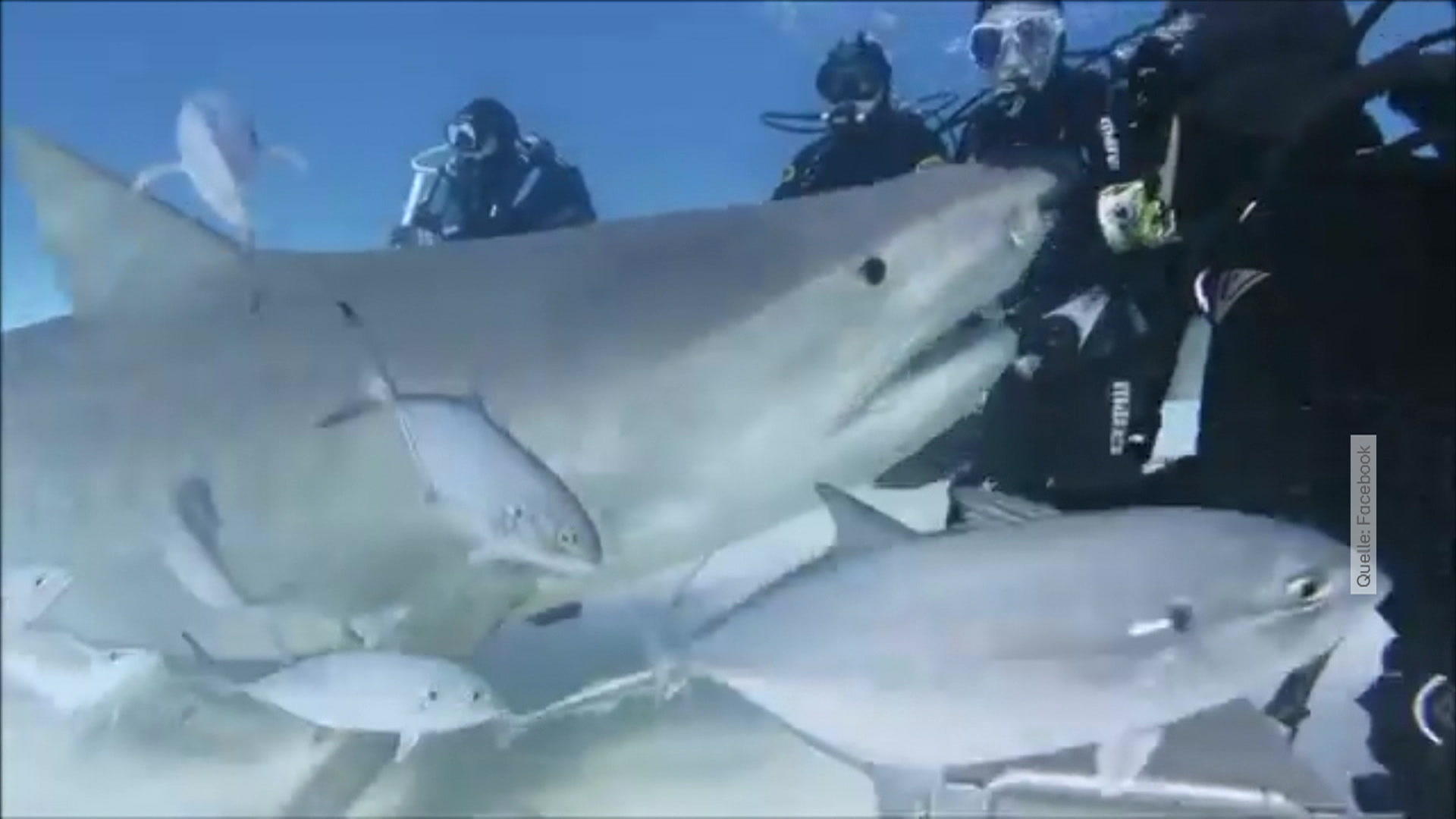Hai-Expeditionen: Werden Urlauber hier fahrlässig gefährdet? RTL-Urlaubsretter schalten sich ein