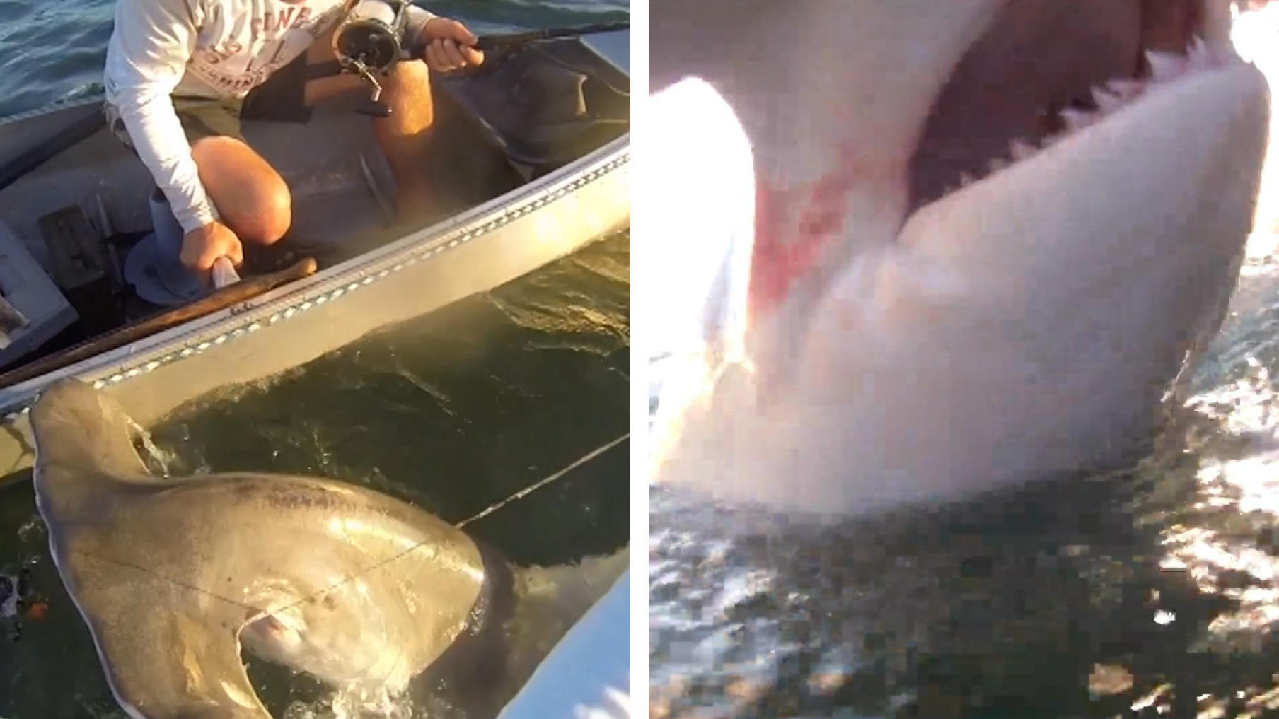 Plötzlich am Haken! Angler kämpfen mit Hammerhai Schock-Ausflug vor der Küste Floridas