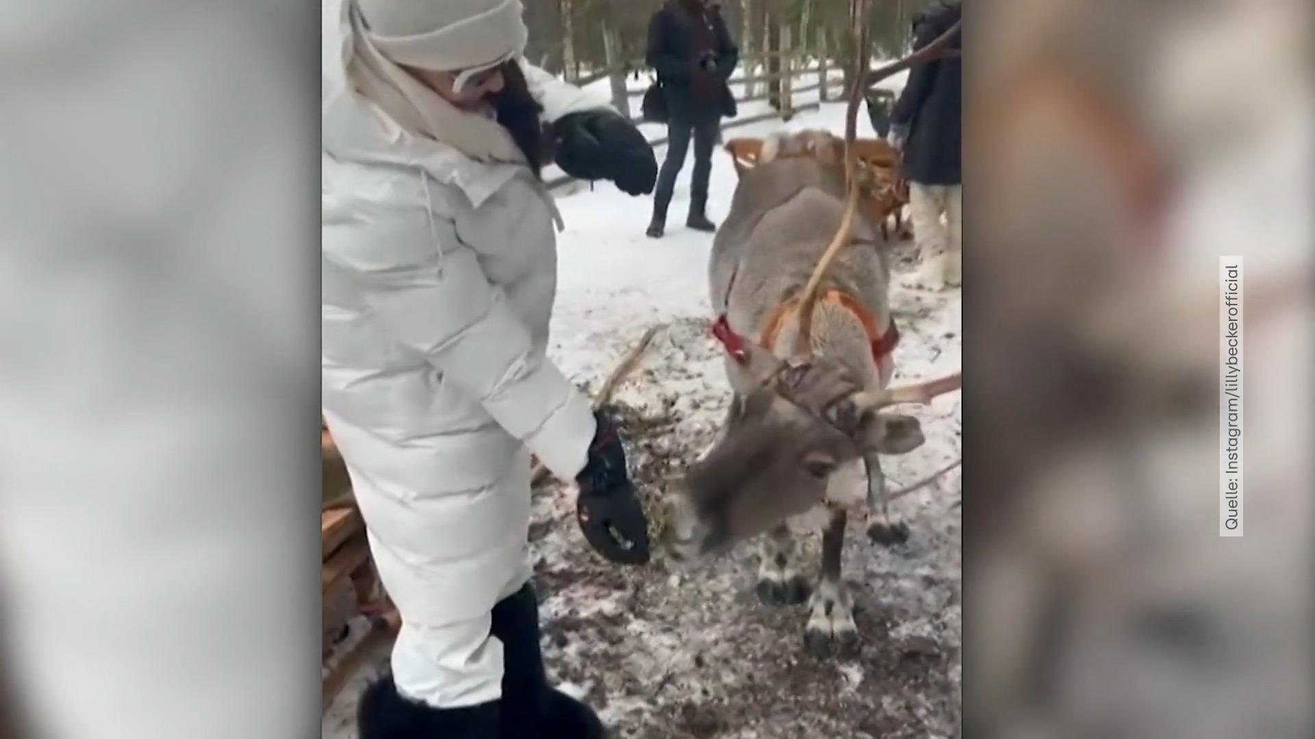 quanto è bello!  Lily Becker visita una vacanza avventurosa con le renne in Finlandia