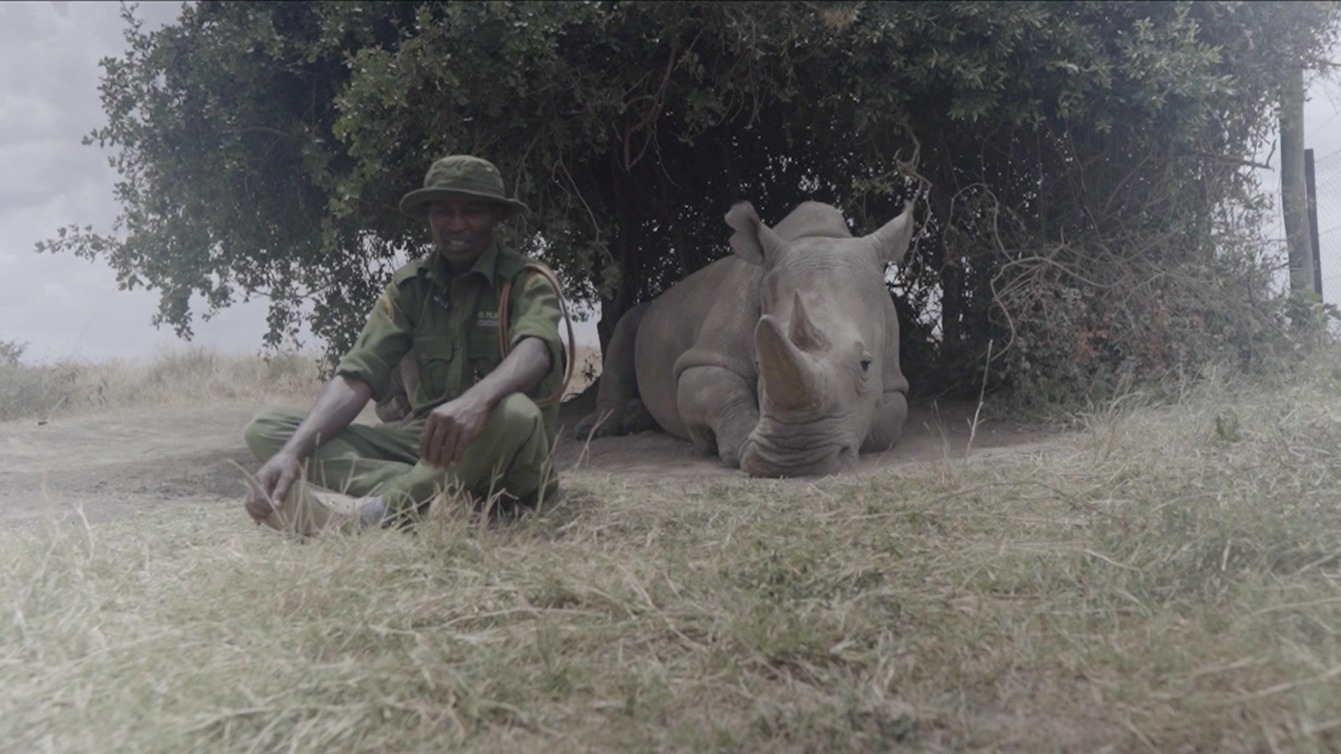 Rhino lets out a huge fart during documentary filming. Shake in the middle of the interview!