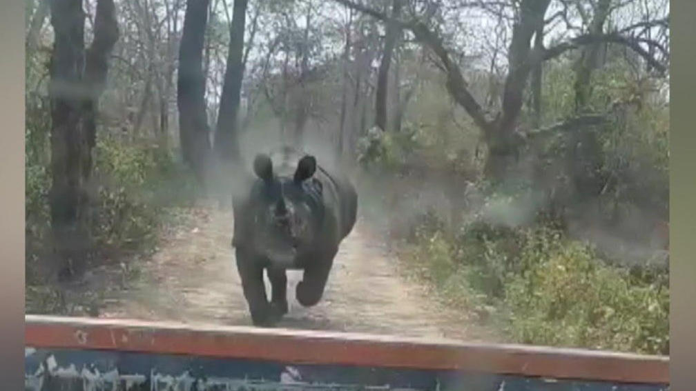 Aggro-Nashorn jagt Touri-Gruppe durch Safari Park Auto gegen Wildtier!