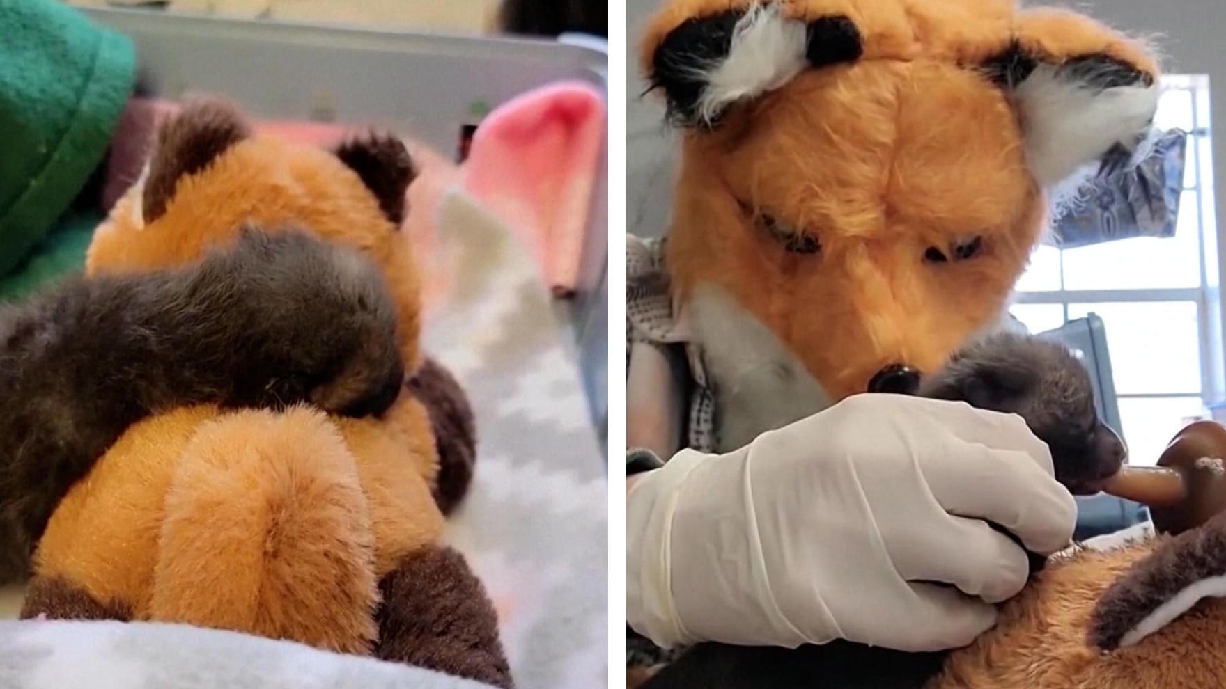 Wie die Mama: Tierpflegerin zieht Baby-Fuchs mit Maske auf! Skurrile Fütterungsaktion!
