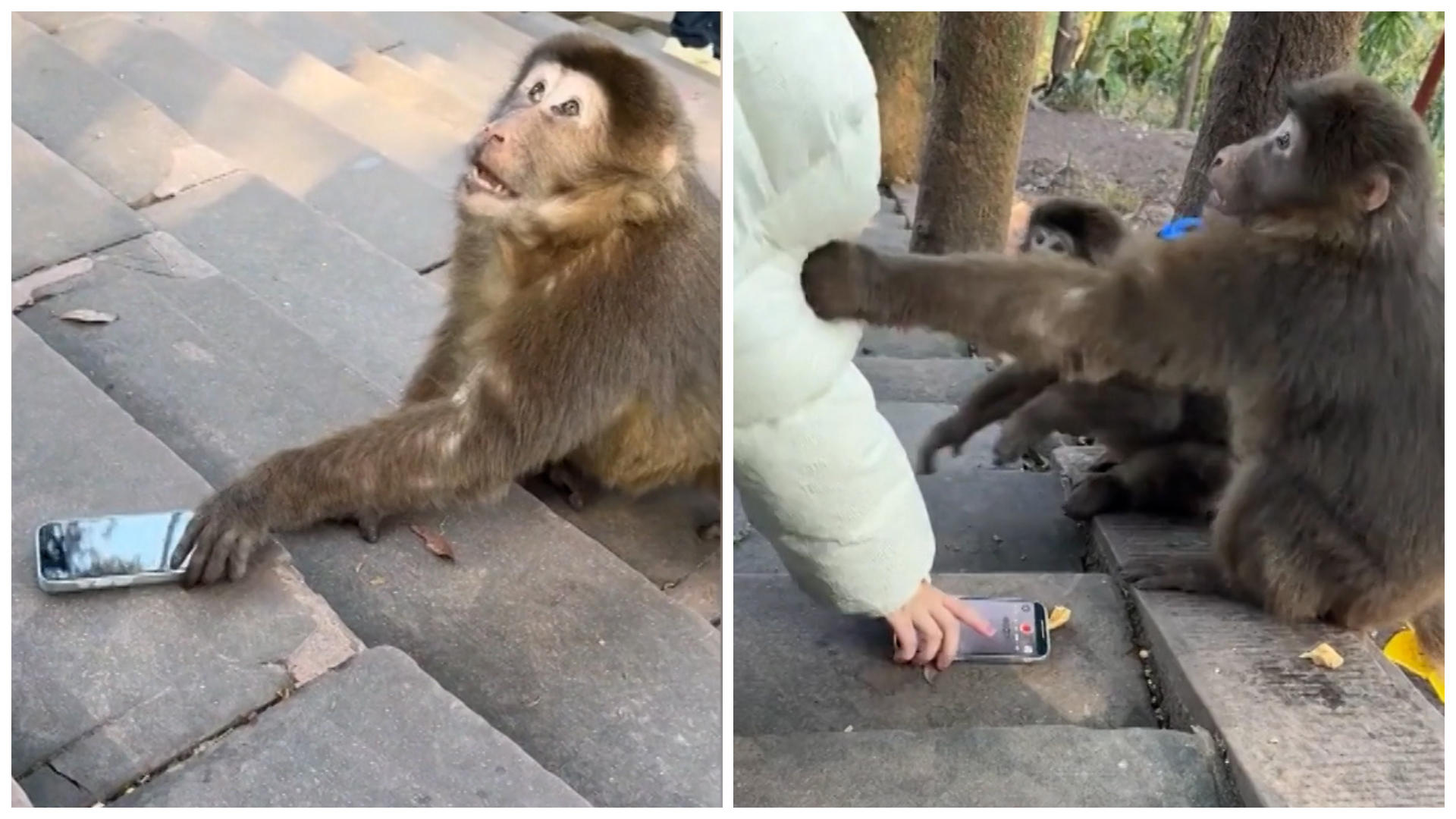 Affe krallt sich iPhone von Touristin Der will's nicht mehr hergeben!