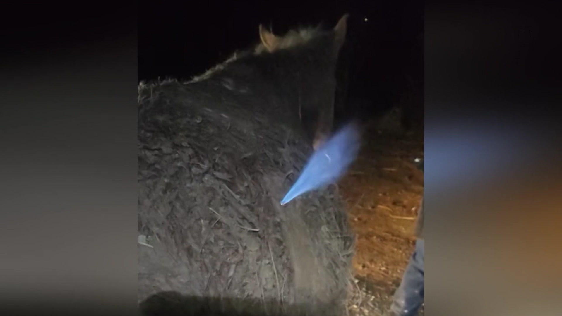 Feuer-Furz bewahrt Tier vor Bläh-Tod Gas-Flamme schießt aus Esel!