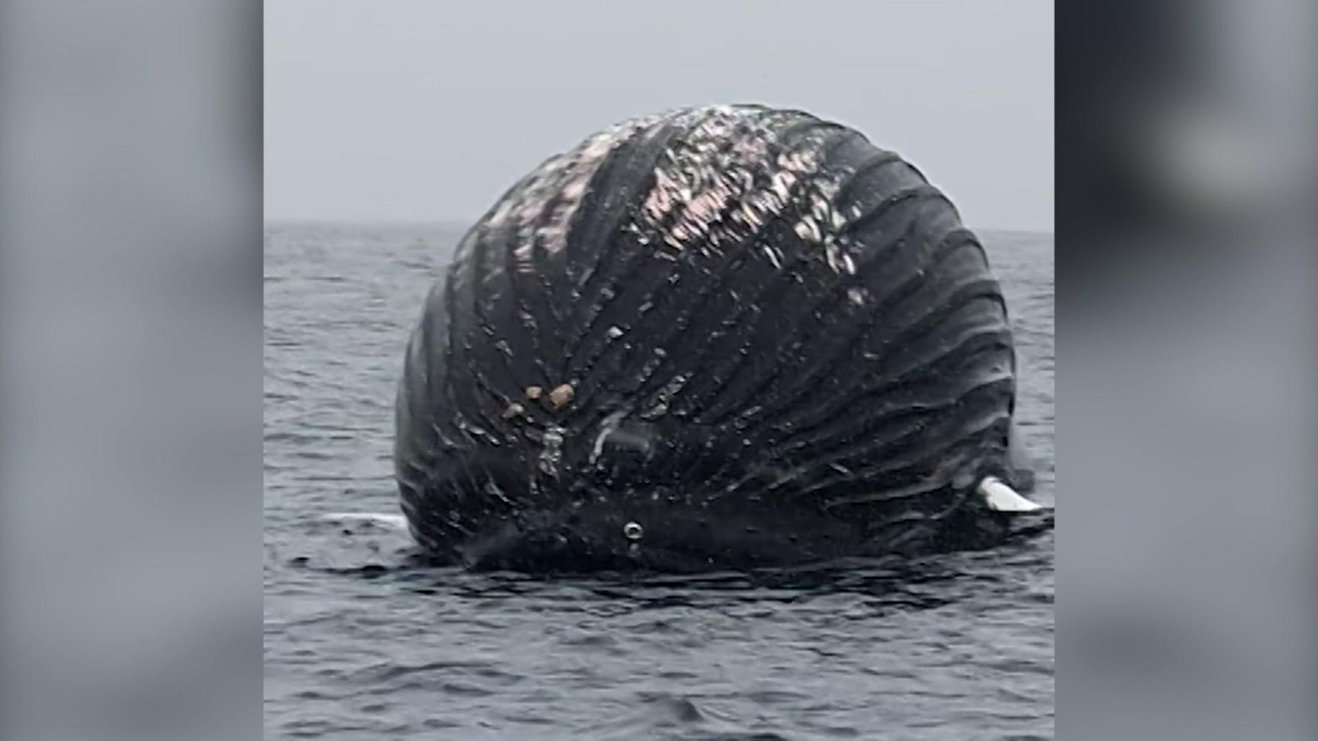 Fischer hat Angst vor Wal-Explosion Aufgebläht wie ein Ballon