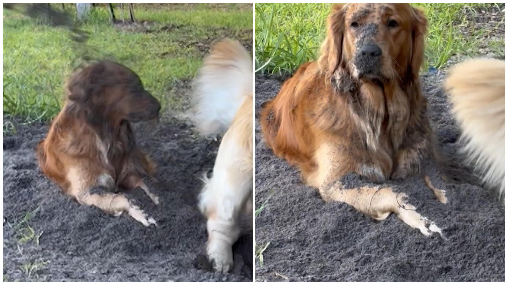 Golden Retriever cava un hoyo y mata a otro perro ¡Qué pájaro más sucio!