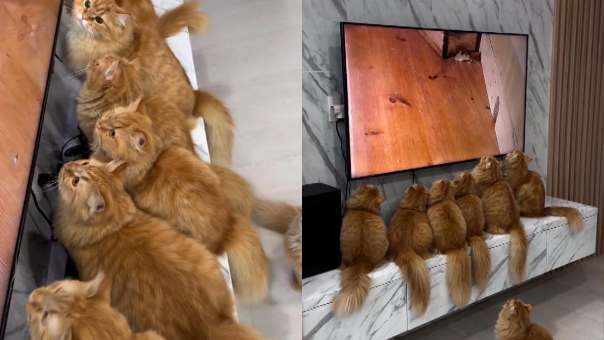 Los gatitos están fascinados por un ratón en la televisión. Los gatitos están atrapando un ratón.